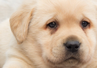 拉布拉多和哈士奇哪個貴（區別）